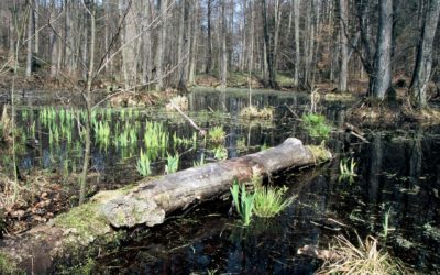 Szkolenie dla miłośników przyrody w porcie. Będą mówić o drzewach